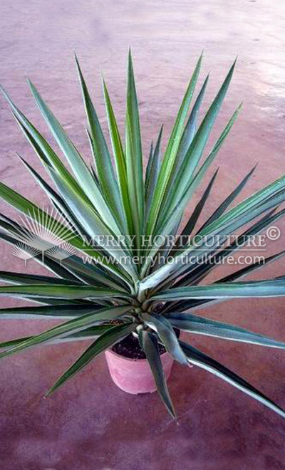 Yucca elephantipes variegated